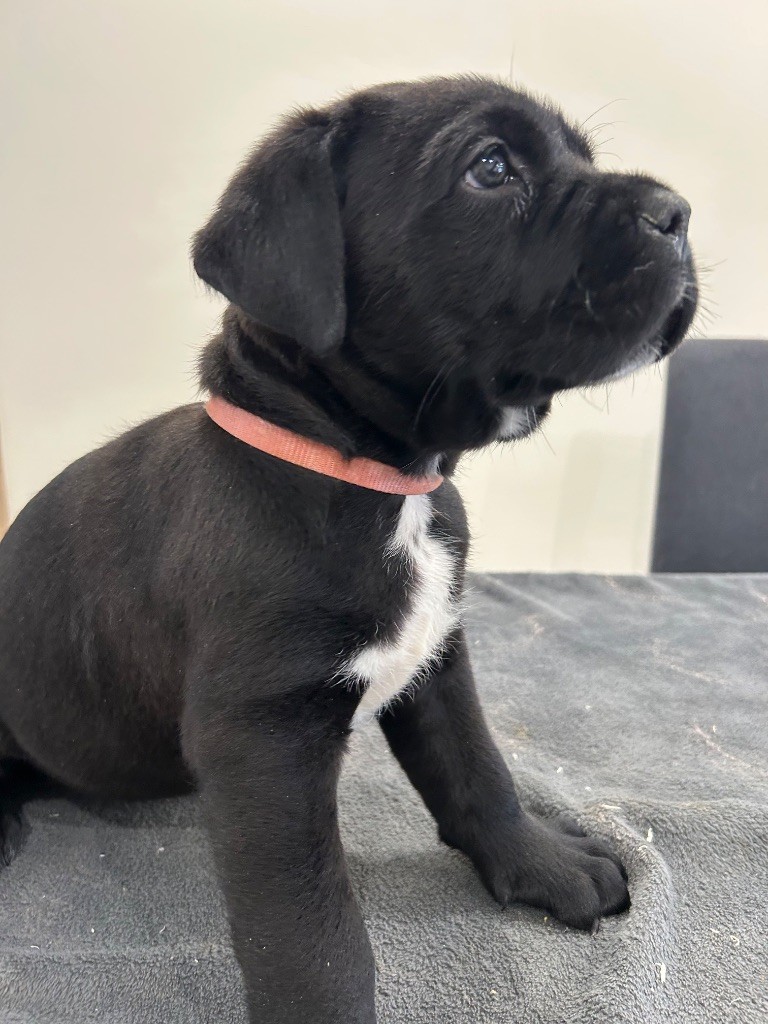 Des Calanques De Piana - Chiot disponible  - Cane Corso