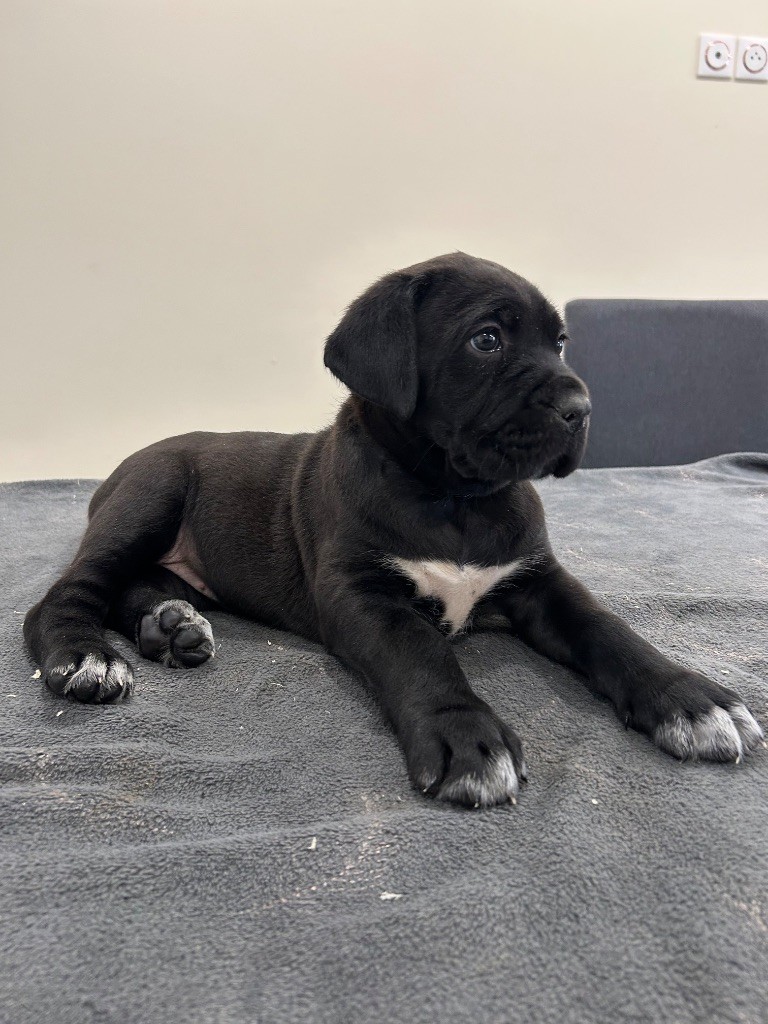 Des Calanques De Piana - Chiot disponible  - Cane Corso