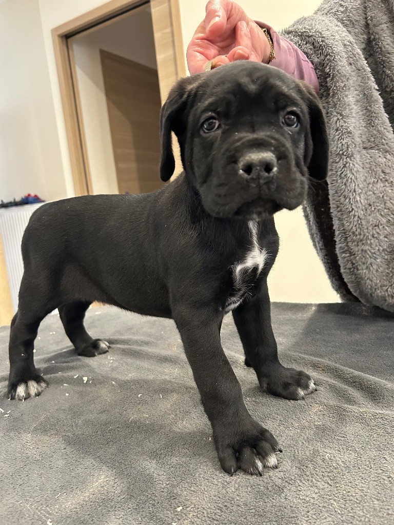 Des Calanques De Piana - Chiot disponible  - Cane Corso