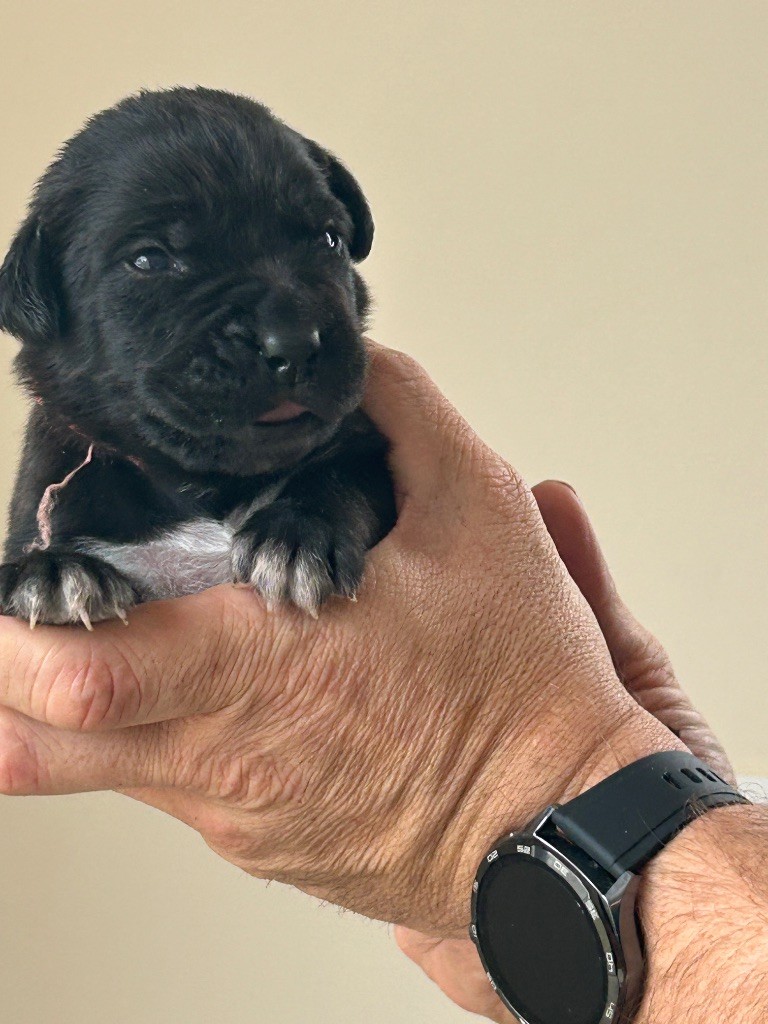 Des Calanques De Piana - Chiot disponible  - Cane Corso