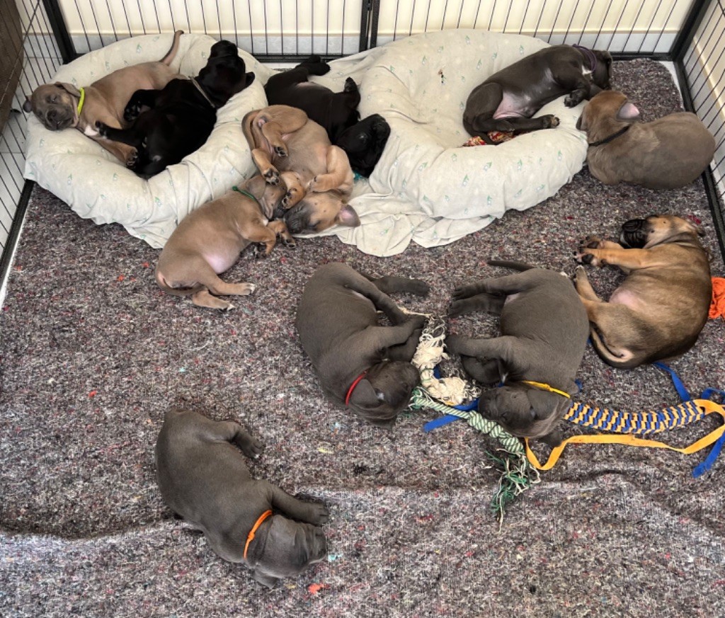 chiot Cane Corso Des Calanques De Piana