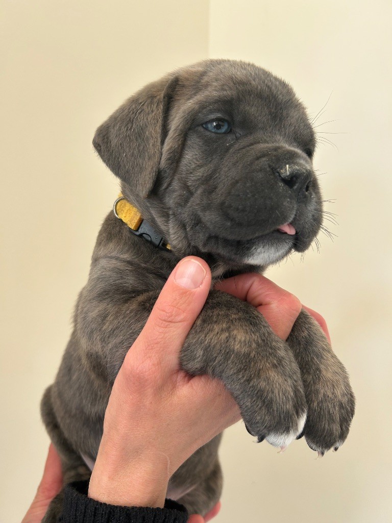 Des Calanques De Piana - Chiots disponibles - Cane Corso