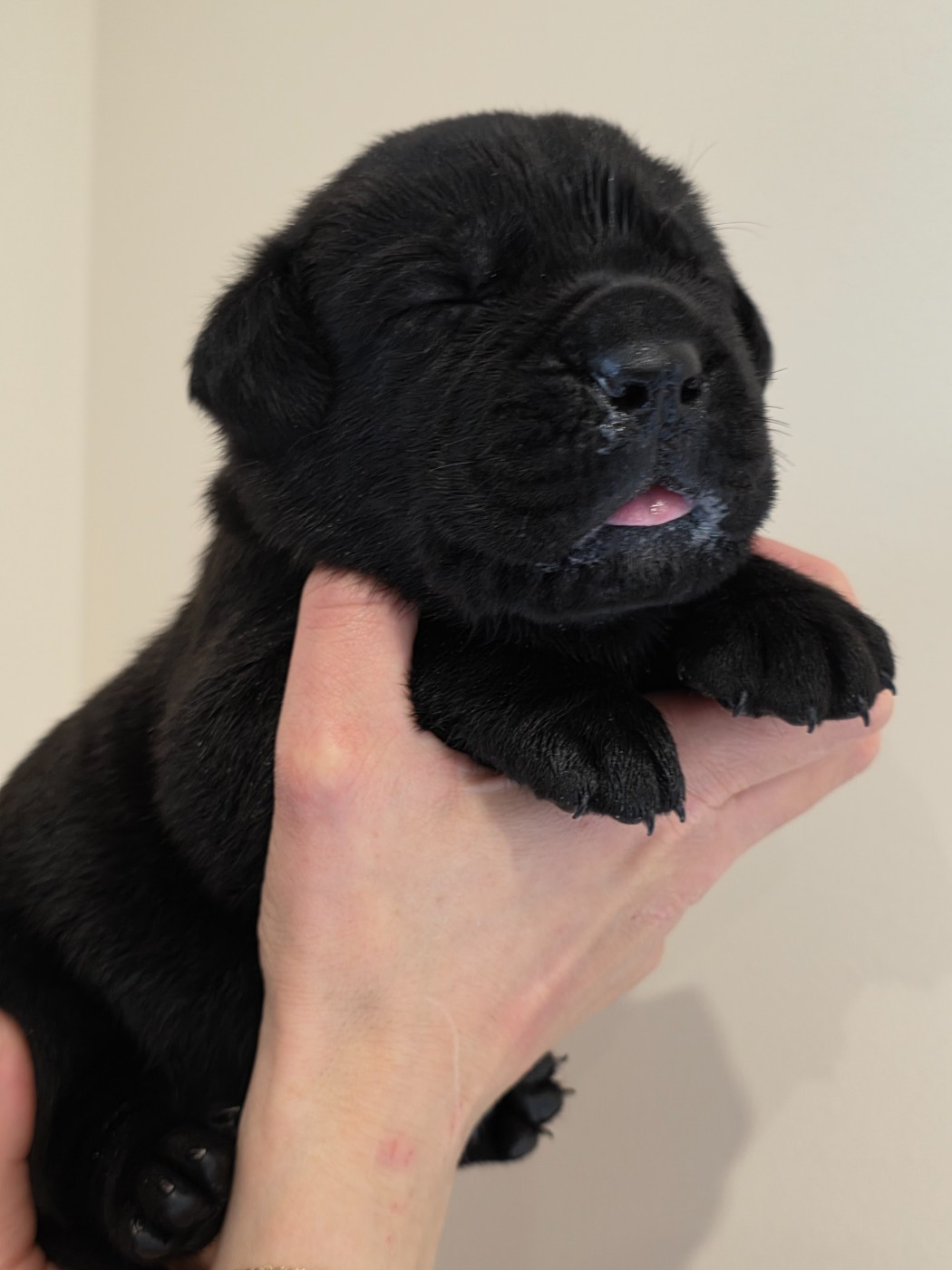 Des Calanques De Piana - Chiots disponibles - Cane Corso