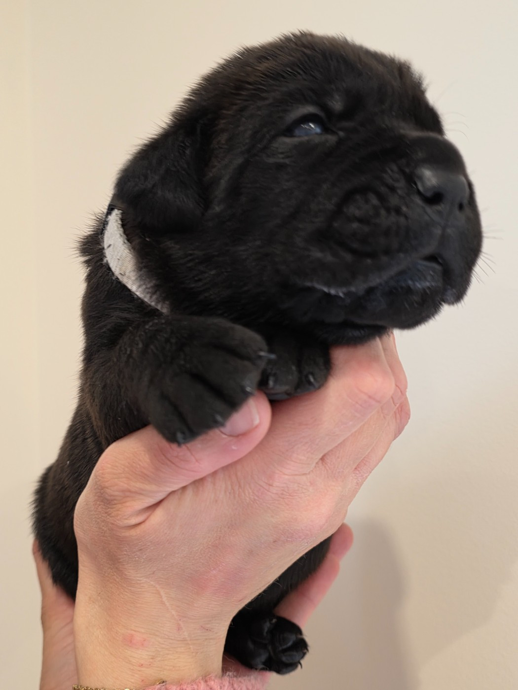 Des Calanques De Piana - Chiots disponibles - Cane Corso