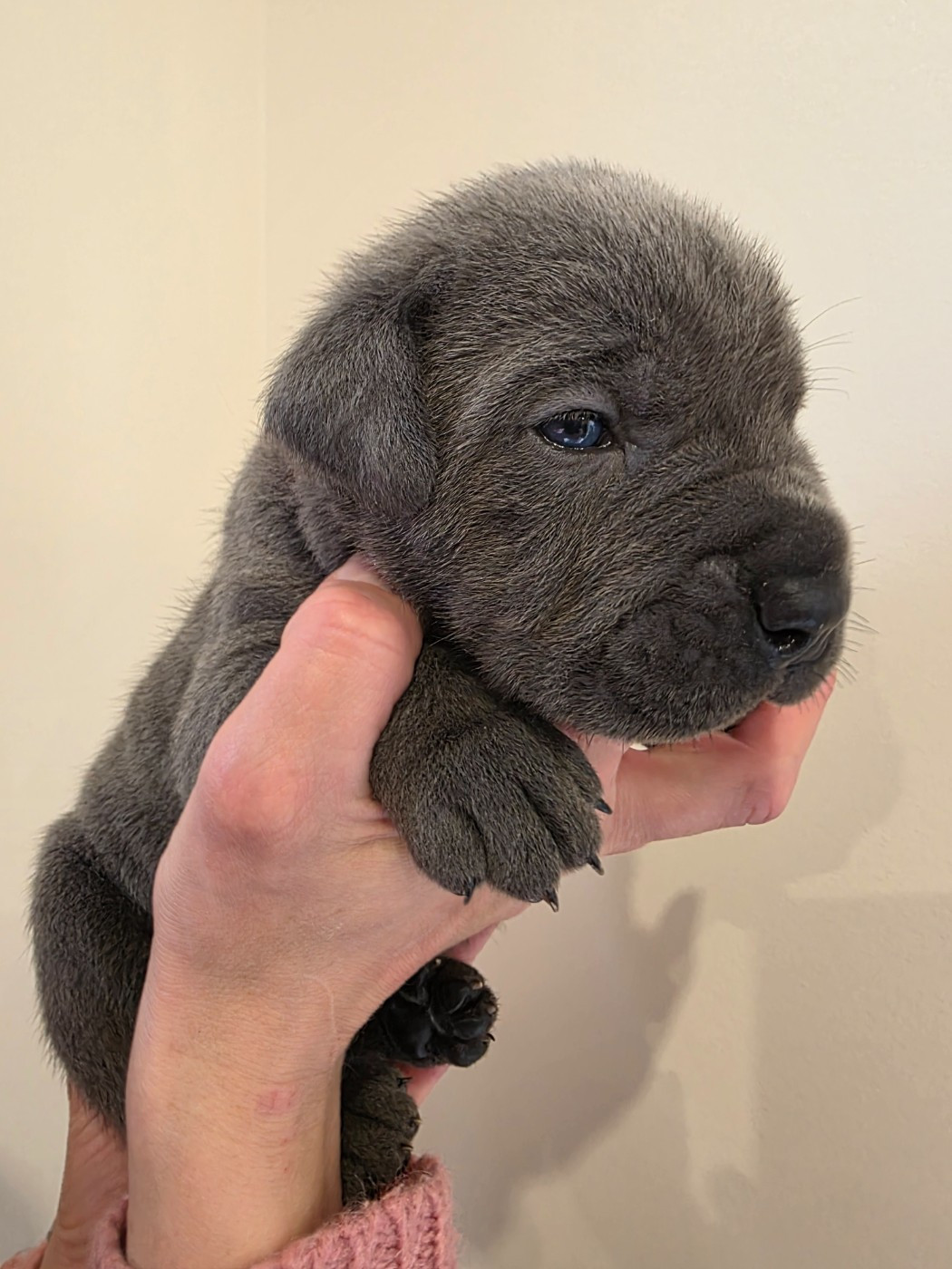 Des Calanques De Piana - Chiots disponibles - Cane Corso