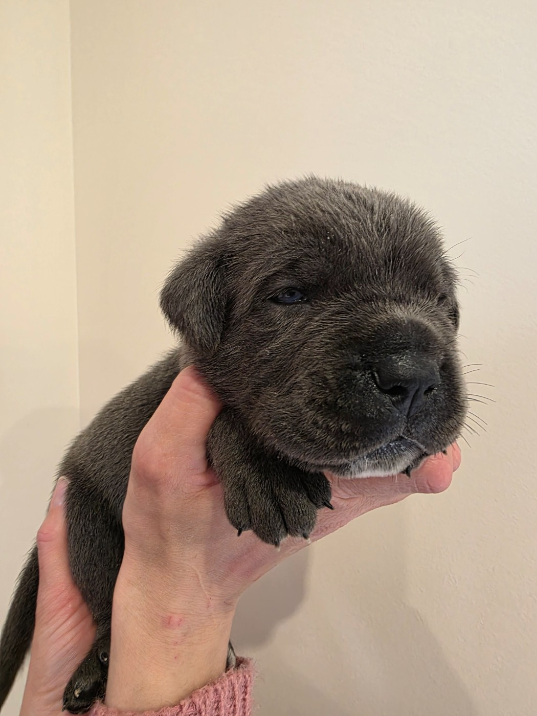 Des Calanques De Piana - Chiots disponibles - Cane Corso