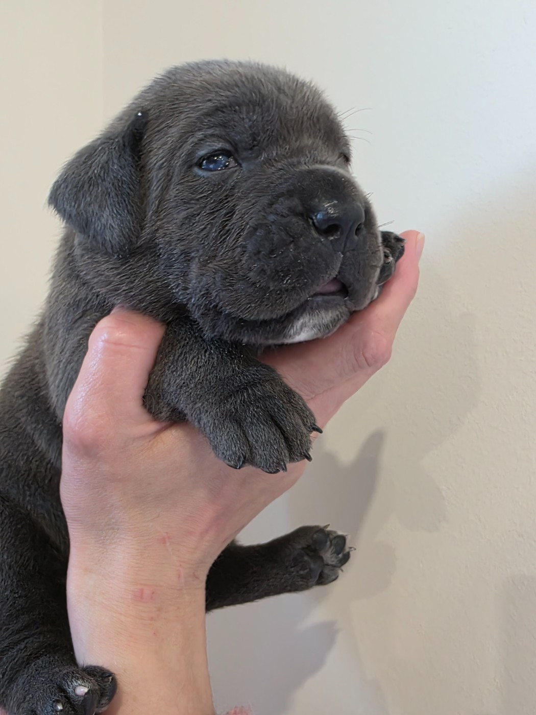 Des Calanques De Piana - Chiots disponibles - Cane Corso