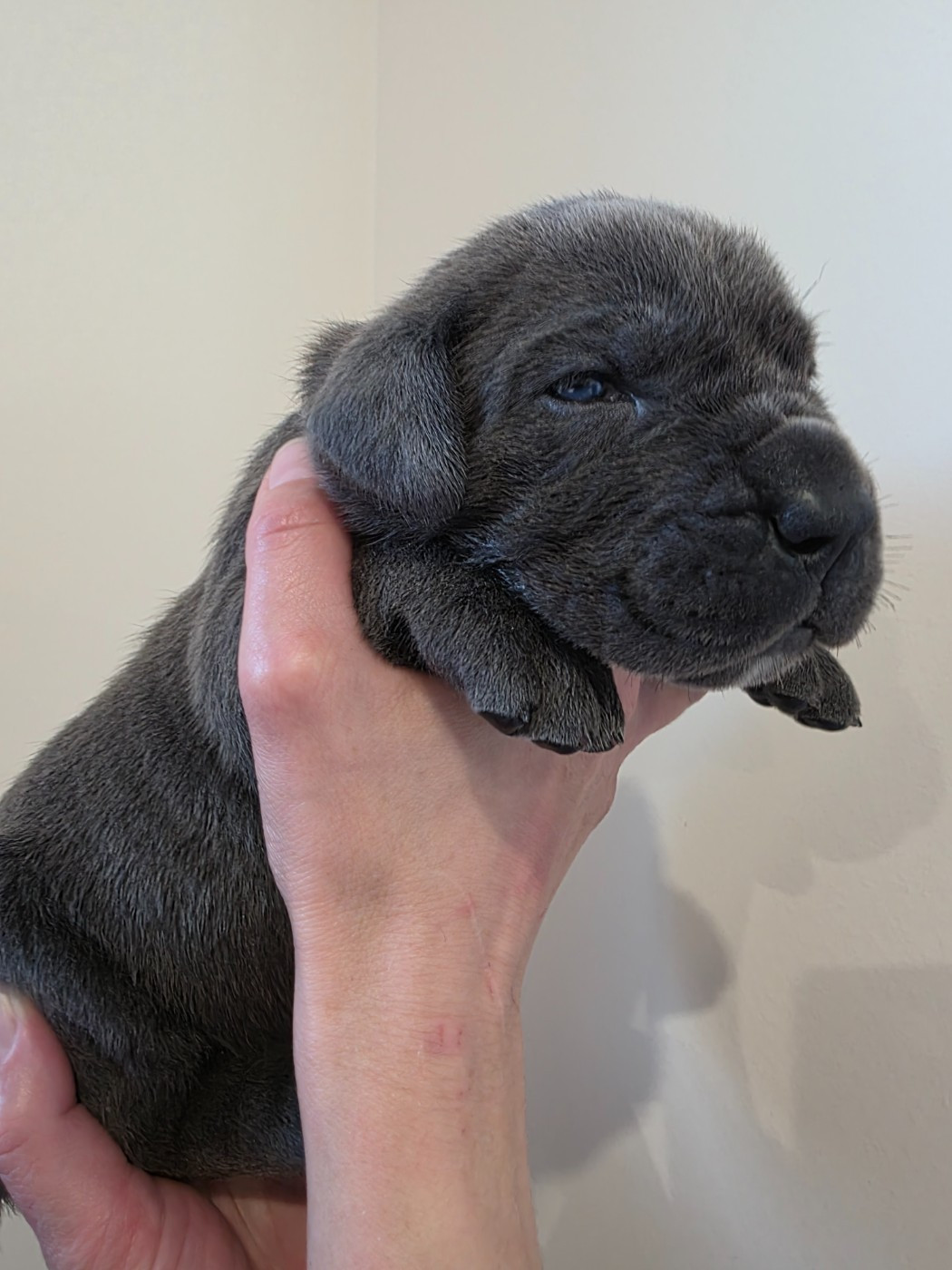 Des Calanques De Piana - Chiots disponibles - Cane Corso