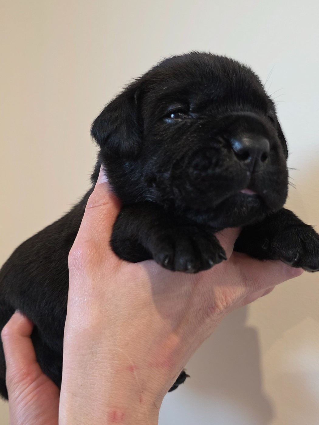 Des Calanques De Piana - Chiots disponibles - Cane Corso
