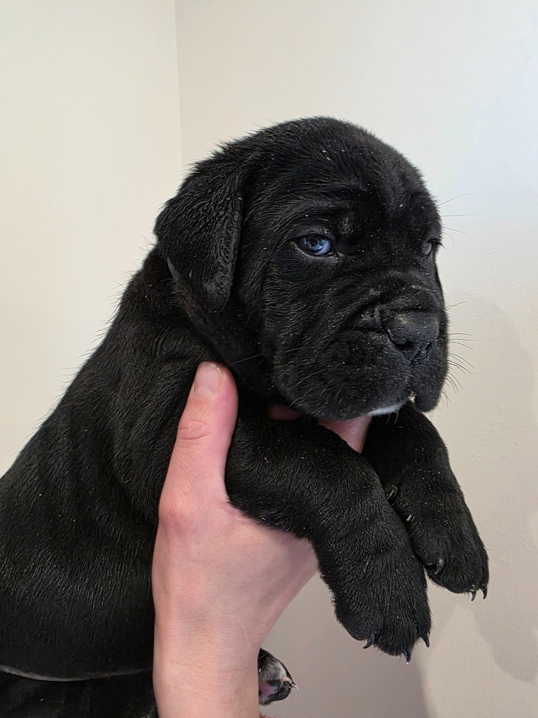 Des Calanques De Piana - Chiots disponibles - Cane Corso