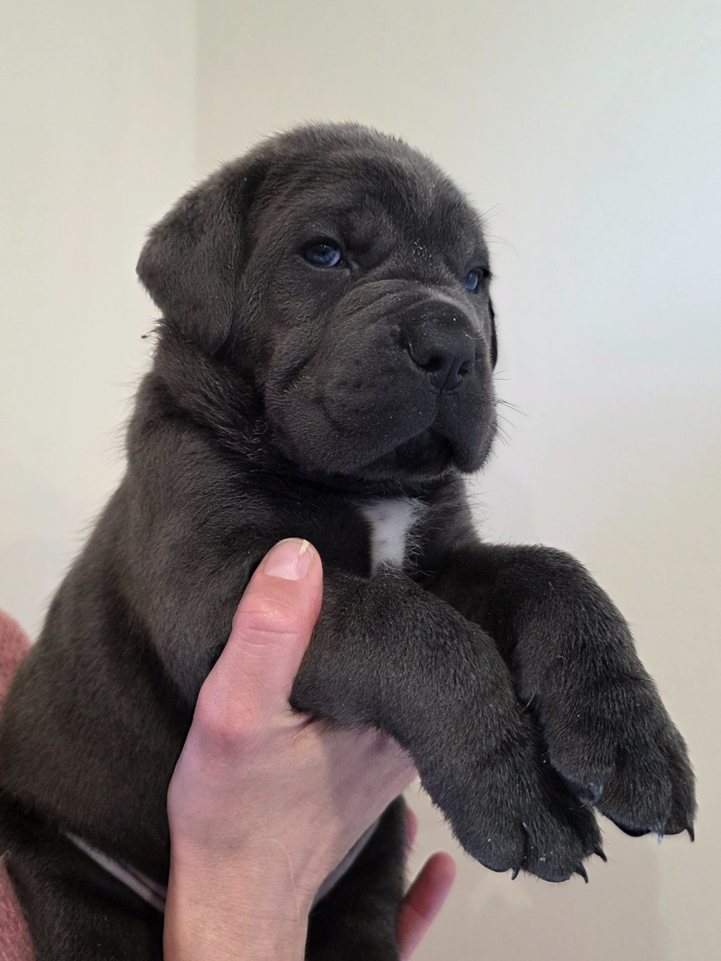 Des Calanques De Piana - Chiots disponibles - Cane Corso