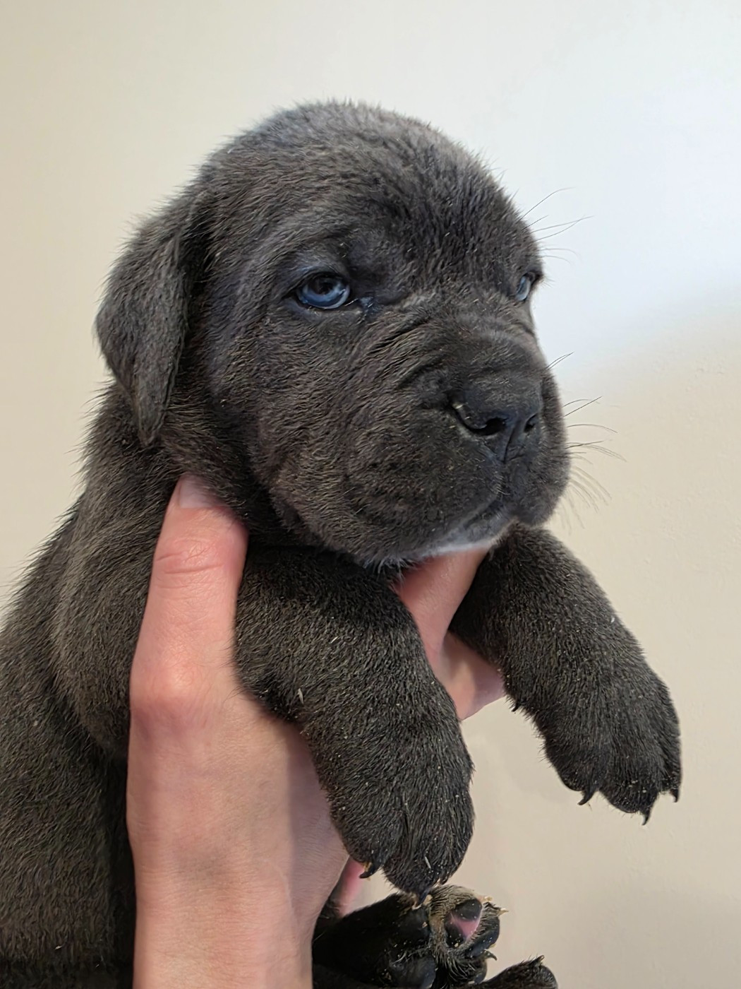 Des Calanques De Piana - Chiots disponibles - Cane Corso