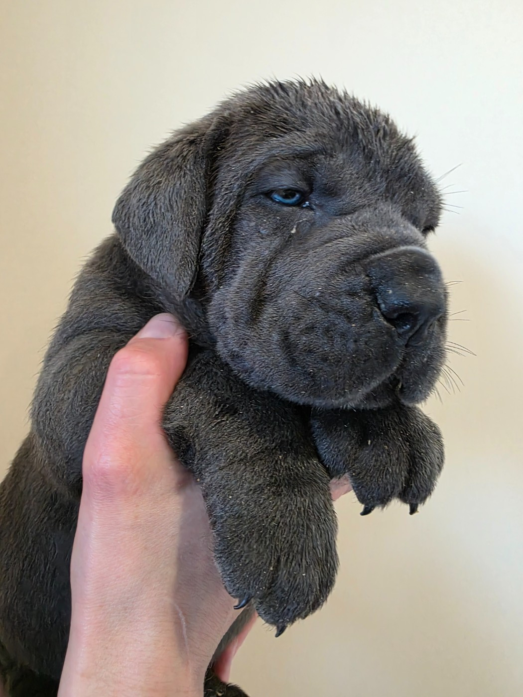 Des Calanques De Piana - Chiots disponibles - Cane Corso