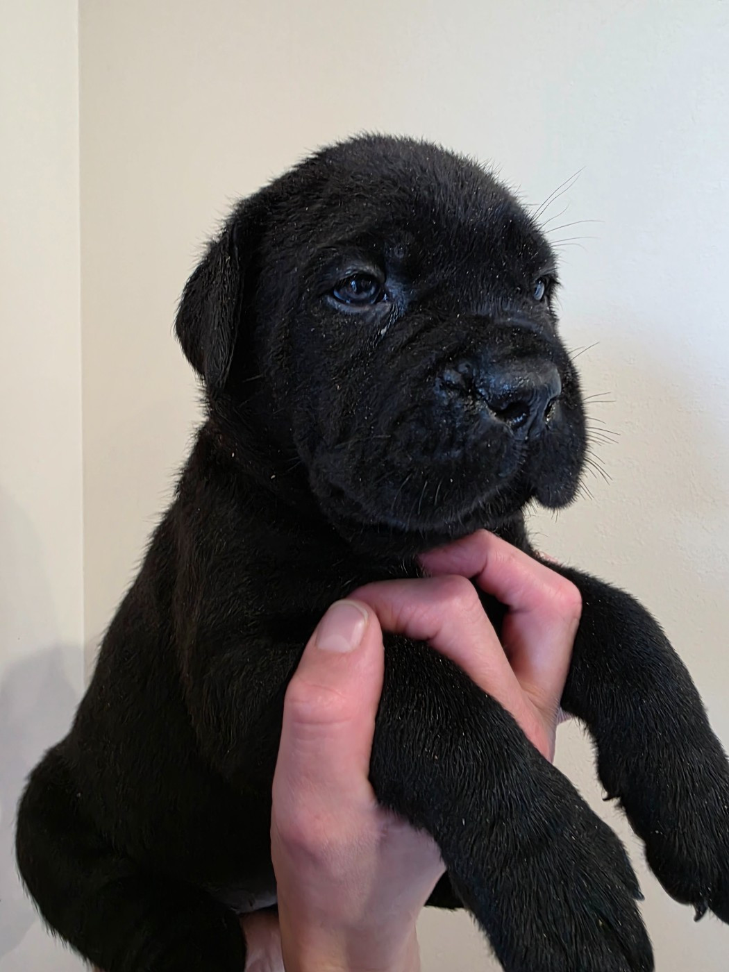 Des Calanques De Piana - Chiots disponibles - Cane Corso
