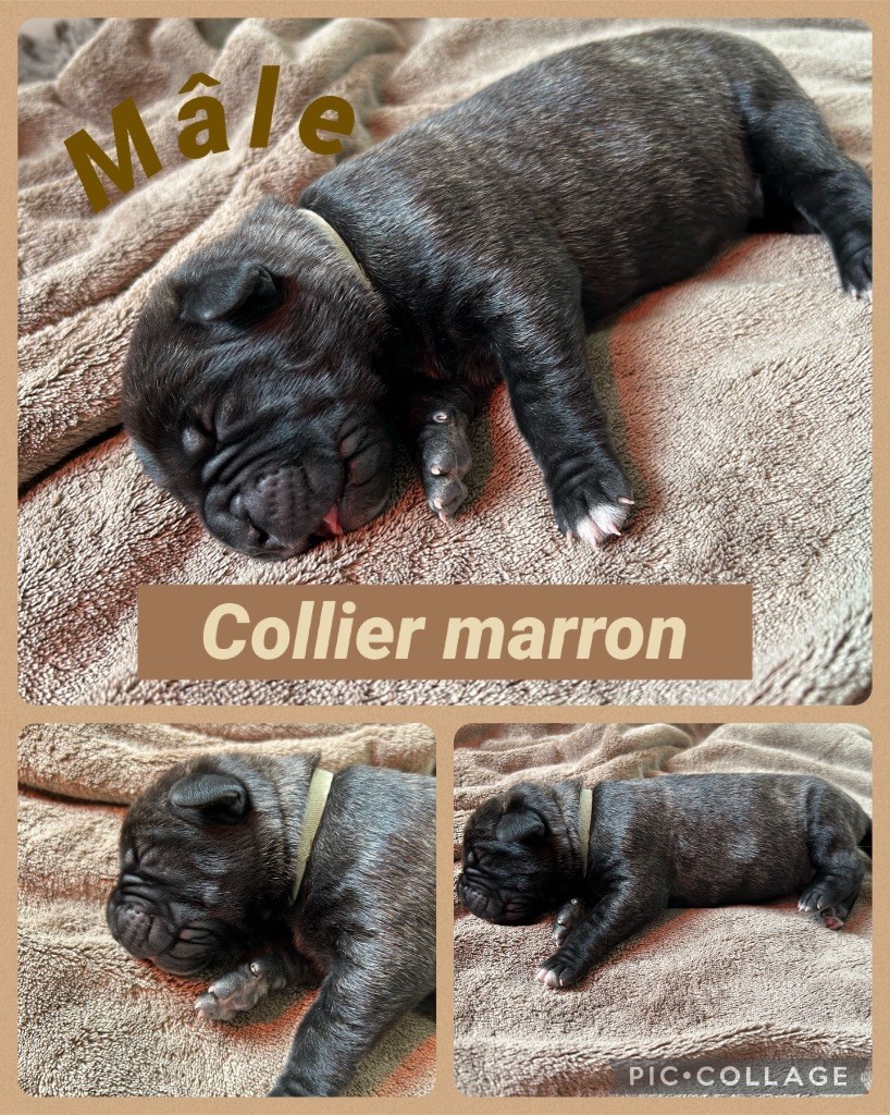 Des Calanques De Piana - Cane Corso - Portée née le 25/03/2024
