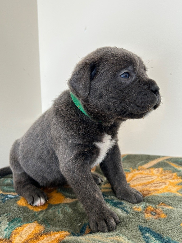 CHIOT