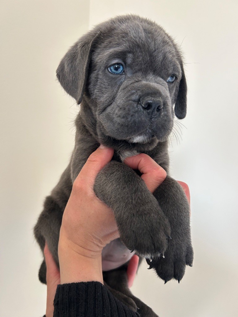 Des Calanques De Piana - Chiots disponibles - Cane Corso