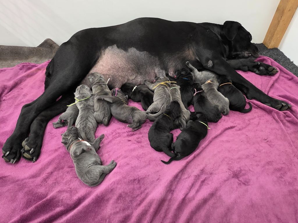 Chiot Cane Corso Des Calanques De Piana