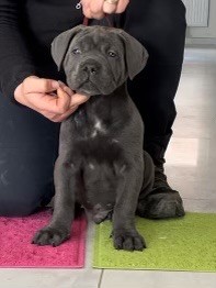 Des Calanques De Piana - Cane Corso - Portée née le 28/12/2021