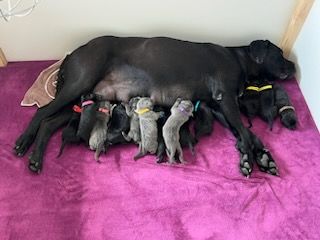 Des Calanques De Piana - Cane Corso - Portée née le 17/09/2023