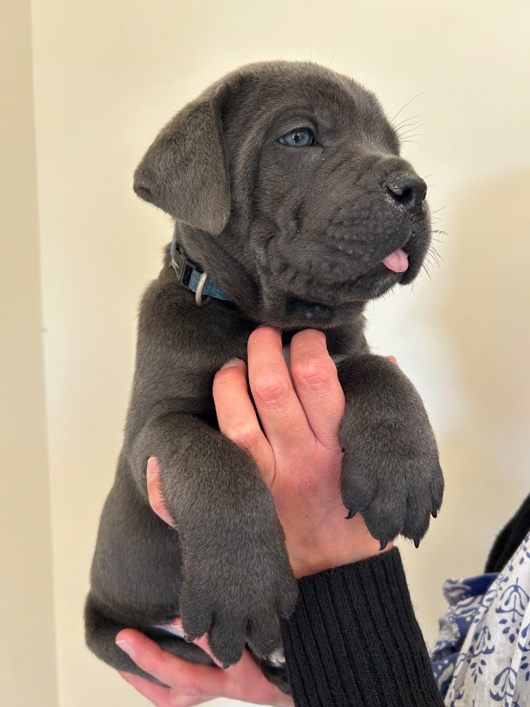 Des Calanques De Piana - Chiots disponibles - Cane Corso