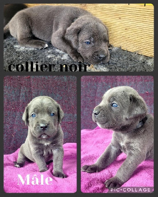 CHIOT