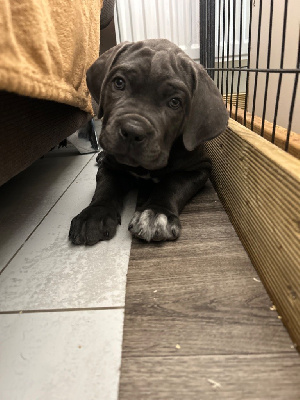 Valentino