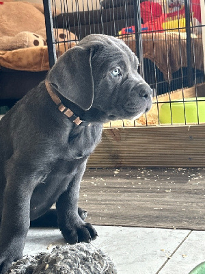 VALKA