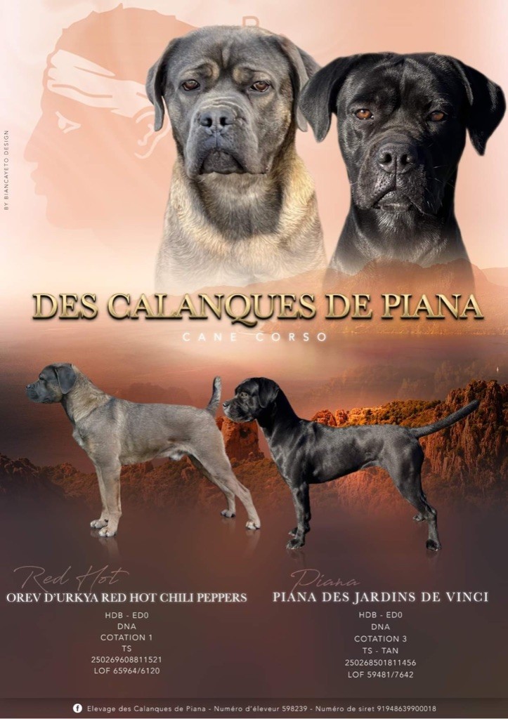 Des Calanques De Piana - Cane Corso - Portée née le 06/10/2022