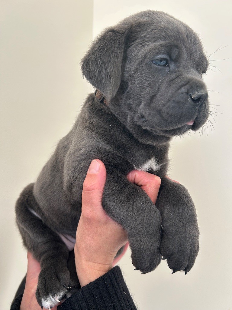 Des Calanques De Piana - Chiots disponibles - Cane Corso