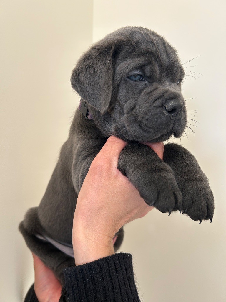 Des Calanques De Piana - Chiots disponibles - Cane Corso