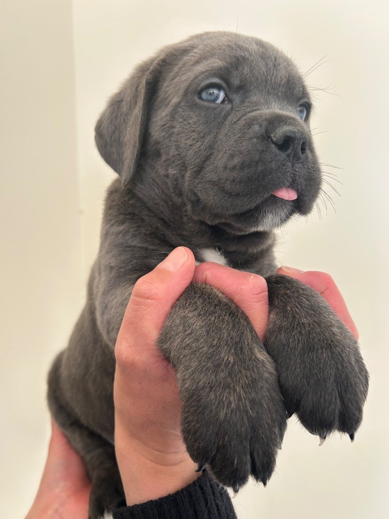 Des Calanques De Piana - Chiots disponibles - Cane Corso