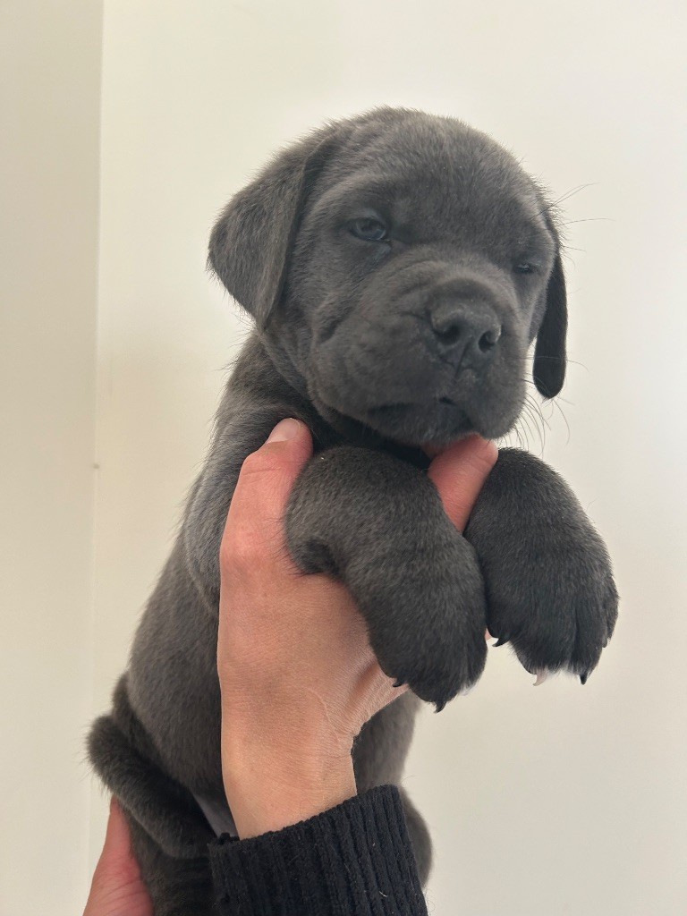 Des Calanques De Piana - Chiots disponibles - Cane Corso